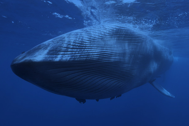 世界一孤独なクジラ E An Design